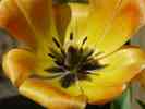 dl_27031217_tulip inner.jpg